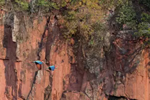 True Parrot Prints: Two Red-and-green macaws (Ara chloropterus) in flight