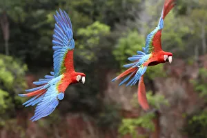 Red-and-green macaws (Ara chloropterus) pair in flight over forest canopy. Buraco das Araras