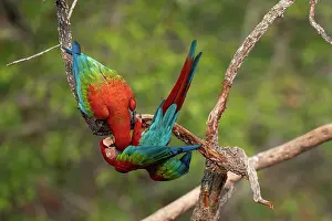 Pantanal Prints: Two Red-and-green macaws (Ara chloropterus) perched on branch interacting