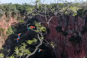 Mato Grosso Do Sul Prints: Red-and-green macaws (Ara chloropterus) perched and in flight over Buraco das Araras