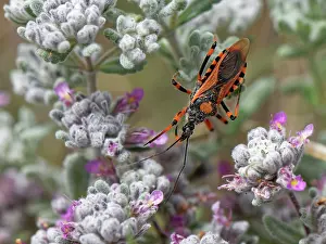 Labiatae Prints: Red assassin bug (Rhinocoris iracundus) hunting for invertebrate prey on Felty germander (Teucrium capitatum)