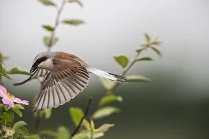 Images Dated 2nd June 2015: Red-backed shrike (Lanius collurio) adult male taking off, Lower Saxony, Germany, June