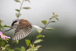 Red-backed shrike (Lanius collurio) adult male taking off, Lower Saxony, Germany, June