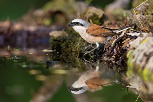 Red-backed shrike (Lanius collurio) male, perched at water's edge, Hungary. June