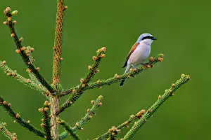 Red-backed shrike (Lanius collurio) male perched in Spruce tree (Picea sp.) at forest edge in spring, Ardennes, Belgium. May
