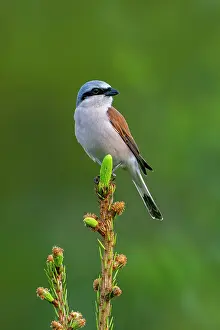 Gymnosperm Prints: Red-backed shrike (Lanius collurio) male perched in Spruce tree (Picea sp)