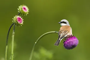 Red-backed Shrike male (Lanius collurio) male perched on Musk thistle (Carduus nutans) Bulgaria