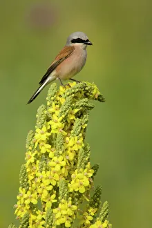 Red-backed shrike male (Lanius collurio) perched on Denseflower mullein (Verbascum
