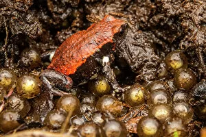 December 2022 Highlights Gallery: Red-backed toadlet (Pseudophryne coriacea) male, guarding eggs in nest under rotten log