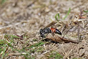 Wasp Prints: Red-banded grasshopper grabber wasp (Tachysphex pompiliformis)
