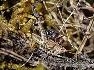 Wasp Prints: Red-banded grasshopper grabber wasp (Tachysphex pompiliformis) stinging a grasshopper nymph to paralyse it
