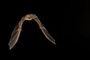 Black Background Gallery: Red bat (Lasiurus borealis) female flying; shots taken with high speed flash San Saba County
