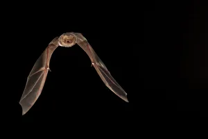 Catalogue9 Prints: Red bat (Lasiurus borealis) female flying; shots taken with high speed flash San Saba County