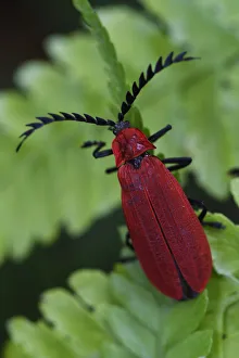 Red beetle (Pyrochroidae) sitting on a leaf, Tongbiguan Nature Reserve, Dehong prefecture Red beetle (Pyrochroidae) sitting on a leaf, Tongbiguan Nature Reserve, Dehong prefecture