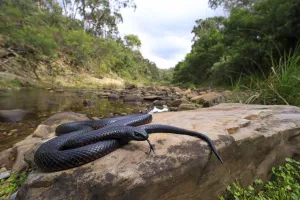 Red-bellied Blacksnake (Pseudechis porphyriacus) basking on rock, Lerderderg Gorge
