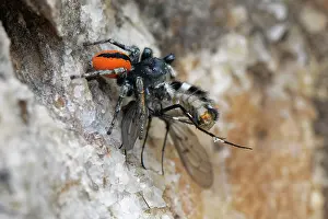 Asiloidea Prints: Red-bellied jumping spider (Philaeus chrysops) with Bee fly (Spogostylum tripunctatum) prey on coastal rocks