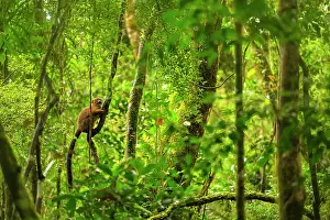 Brown Lemurs Prints: Red-bellied lemur (Eulemur rubriventer) female