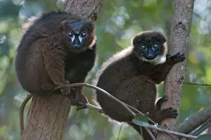 Images Dated 7th October 2012: Red-bellied Lemur (Eulemur rubriventer) pair, Ialasatra, Madagascar