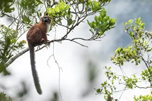 Negative Space Prints: Red-bellied lemur (Eulemur rubriventer) sitting in a tree