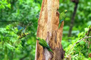 True Parrot Prints: Three Red-bellied macaws (Orthopsittaca manilata) landing on rotting tree-trunk