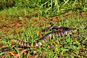 Colubridae Prints: Red-bellied mudsnake (Farancia abacura) moving over grass