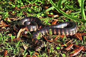 Colubridae Prints: Red-bellied mudsnake (Farancia abacura) resting on grass