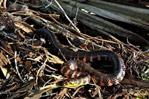 Colubridae Prints: Red-bellied mudsnake (Farancia abacura) resting on leaf litter