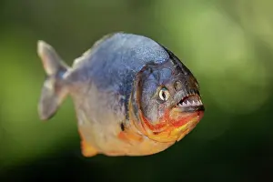 Pantanal Prints: Red-bellied piranha (Pygocentrus nattereri) portrait, Pantanal, Mato Grosso, Brazil