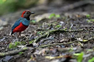 Pitta Prints: Red-bellied pitta (Erythropitta erythrogaster) standing on forest floor