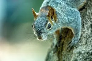 Parks Prints: Red-bellied squirrel (Sciurus aureogaster) resting on tree trunk