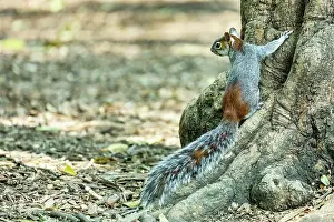 Parks Prints: Red-bellied squirrel (Sciurus aureogaster) standing on base of tree trunk