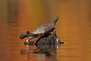 Reptile Prints: Red-bellied turtle (Pseudemys rubriventris) basking with autumn colours reflecting on water