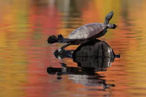 Reptile Prints: Red-bellied turtle (Pseudemys rubriventris) basking with autumn colours reflecting on water