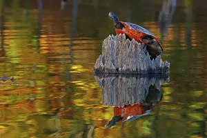 Reptile Prints: Red-bellied turtle (Pseudemys rubriventris) basking with autumn colours reflecting on water