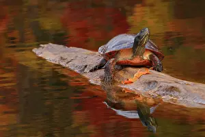Thermoregulation Prints: Red-bellied turtle (Pseudemys rubriventris) basking on log in pond, Maryland, USA. October