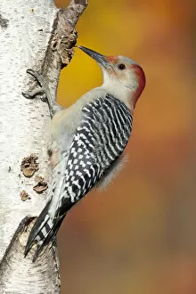 Red-bellied Woodpecker (Melanerpes carolinus), female perched on birch trunk in autumn