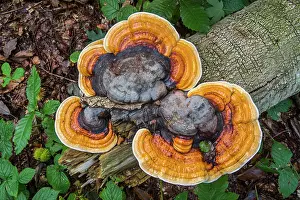 Fallen Tree Prints: Red-belted bracket fungus (Fomitopsis pinicola) growing on fallen tree trunk in wood in autumn
