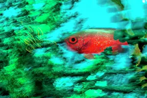 Photographic Effect Prints: Red bigeye (Priacanthus macracanthus) swimming among green coral (Tubastraea sp)