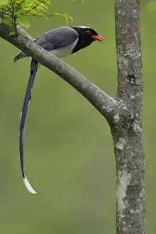 Red-billed blue magpie (Urocissa erythrorhyncha) perched on branch, Tangjiahe National