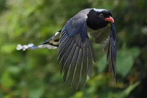 2018 October Highlights Gallery: Red-billed blue magpie (Urocissa erythroryncha) flying, Yangxian Biosphere Reserve