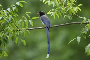 Images Dated 20th April 2018: Red-billed blue magpie (Urocissa erythroryncha) perched on a branch, Yangxian Biosphere Reserve
