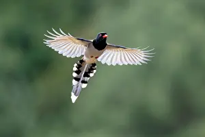 Sichuan Prints: Red-billed blue magpie (Urocissa erythroryncha) in flight