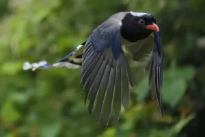 Urocissa Prints: Red-billed blue magpie (Urocissa erythroryncha) flying, Yangxian Biosphere Reserve