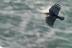 Pyrrhocorax Prints: Red-billed chough (Pyrrhocorax pyrrhocorax) in flight over the sea along coastline