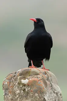 Corvidae Prints: Red-billed chough (Pyrrhocorax pyrrhocorax) portrait, Navarre, Spain. April