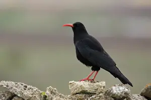 Corvidae Prints: Red-billed chough (Pyrrhocorax pyrrhocorax) portrait, Navarre, Spain. April