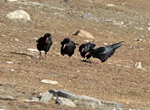 Ladakh Prints: Four Red-billed choughs (Pyrrhocorax pyrrhocorax) foraging on dry ground
