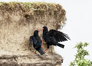 Corvidae Prints: Red-billed choughs (Pyrrhocorax pyrrhocorax) pair