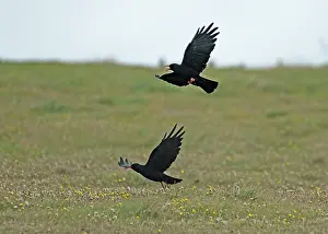 Pyrrhocorax Prints: Red-billed choughs (Pyrrhocorax pyrrhocorax) pair in flight