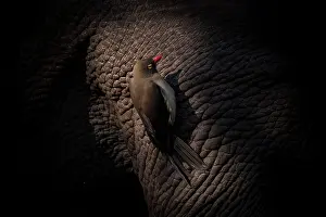 Red Billed Oxpecker Prints: Red-billed oxpecker (Buphagus erythrorynchus) perched on White rhinoceros (Ceratotherium simum)